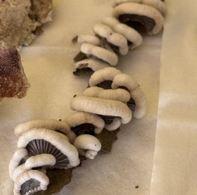 Schizophyllum commune