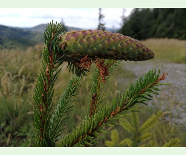 Dioryctria abietella