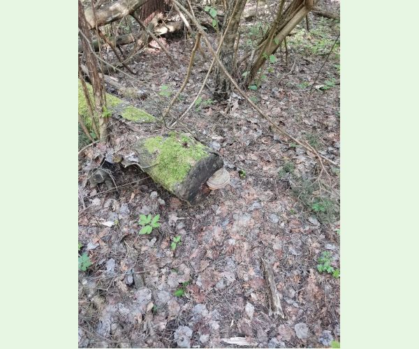 Ganoderma applanatum (= lipsiense)