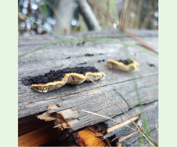 Gloeophyllum sepiarium