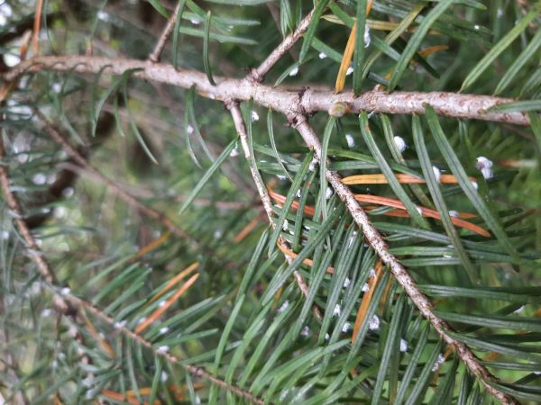 Douglas fir woolly aphid