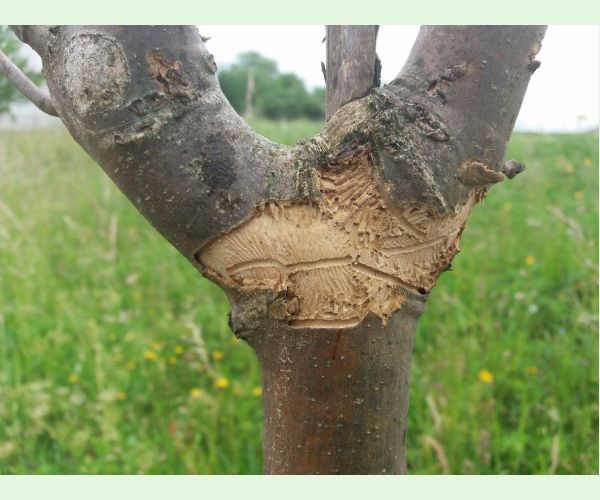 Hylesinus varius (=fraxini)