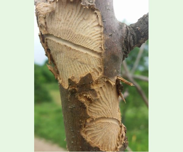 Hylesinus varius (=fraxini)