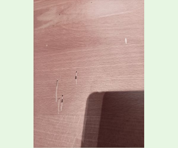 Ptilinus pectinicornis