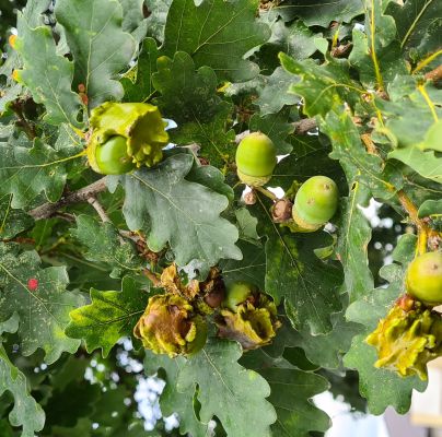 Andricus quercuscalicis