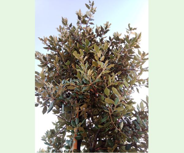 A - nejednoznačne určený, nie sme si istí