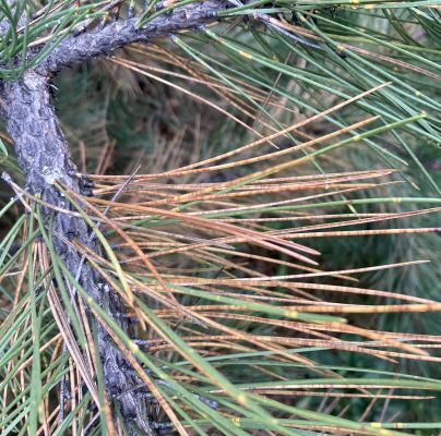 Mycosphaerella dearnessii