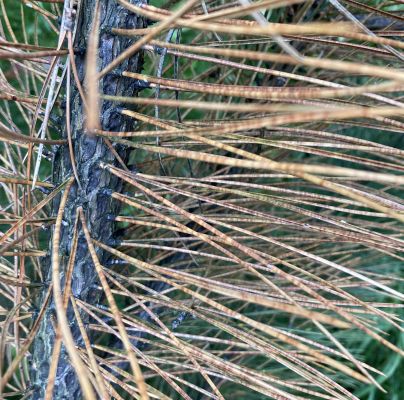 Mycosphaerella dearnessii