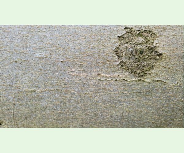 Ectoedemia liebwerdella