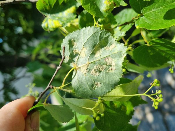 Gall mite Eriophyes leiosoma = exilis