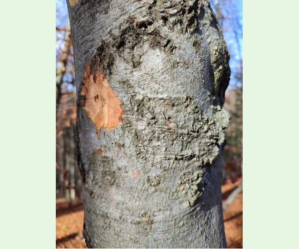 Taphrorychus bicolor