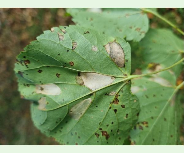 Phyllonorycter issikii