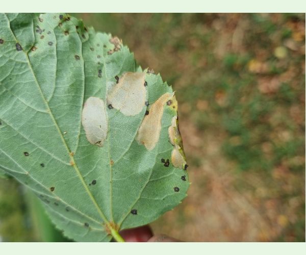 Phyllonorycter issikii