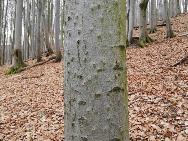 Beech bark beetle