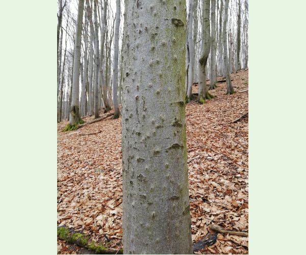 Taphrorychus bicolor