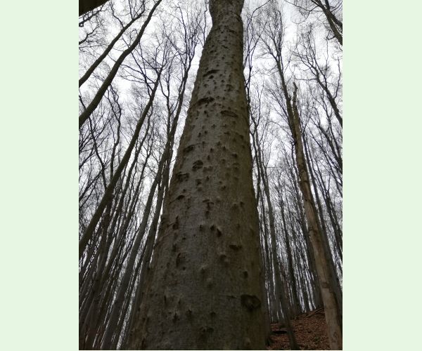 Taphrorychus bicolor