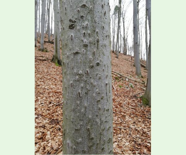 Taphrorychus bicolor