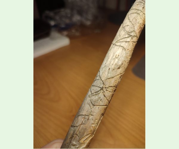 Pityophthorus pityographus