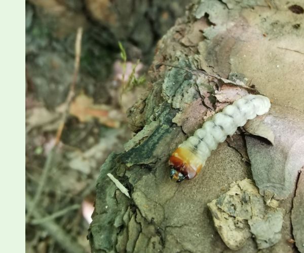 Monochamus galloprovincialis