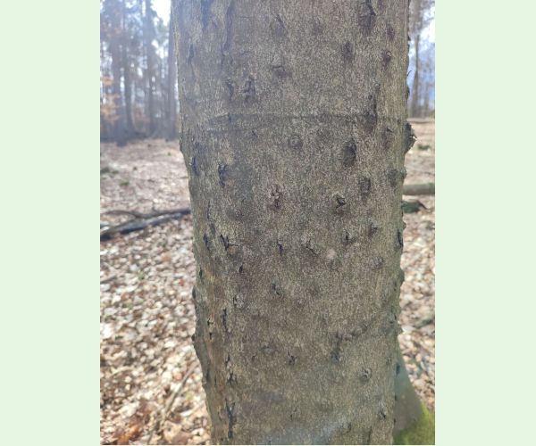 Taphrorychus bicolor