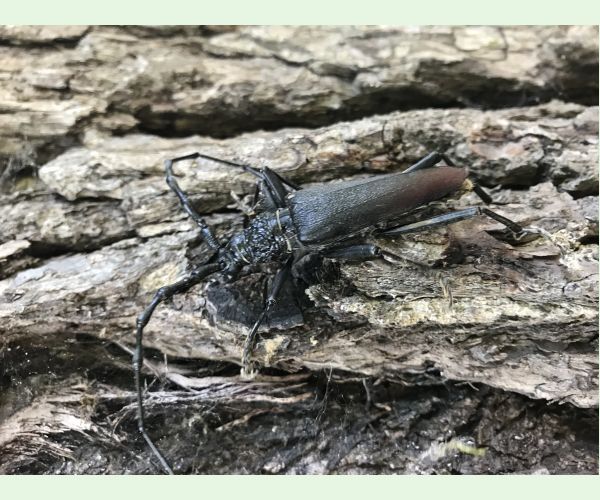 Cerambyx cerdo