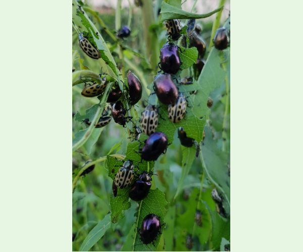 Chrysomela vigintipunctata