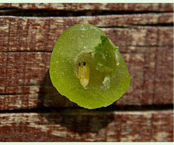 Neuroterus quercusbaccarum