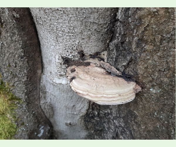 Ganoderma applanatum (= lipsiense)