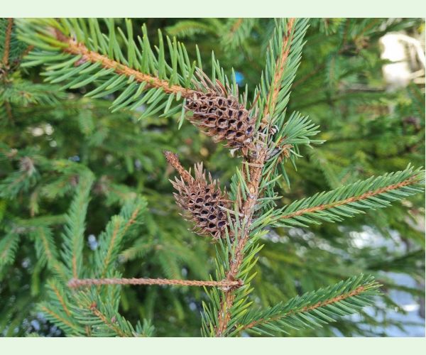 Sacchiphantes viridis