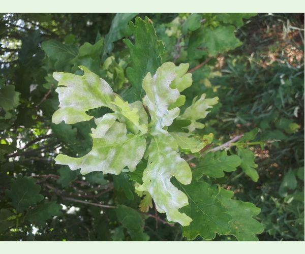 Microsphaera alphitoides