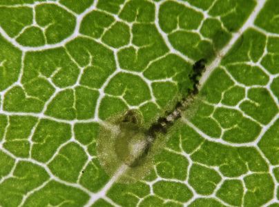 Ploskáčik pagaštanový