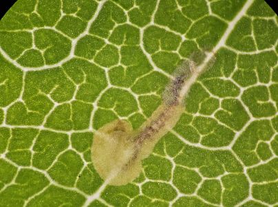 Ploskáčik pagaštanový