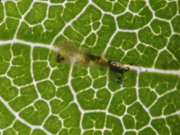 Horse-chestnut leaf miner