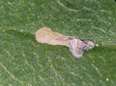 Ploskáčik pagaštanový