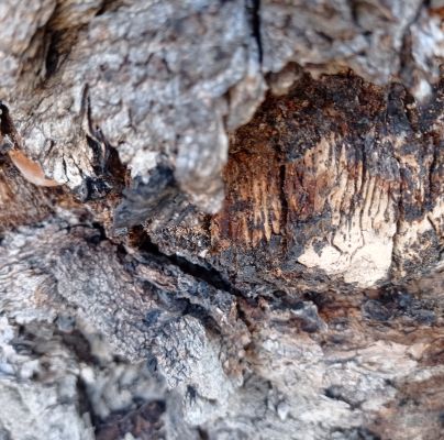 Volvariella bombycina