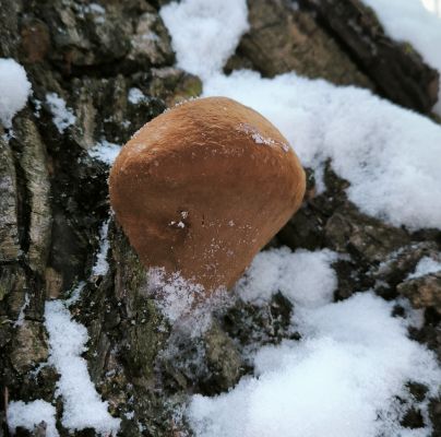 Phellinus robustus