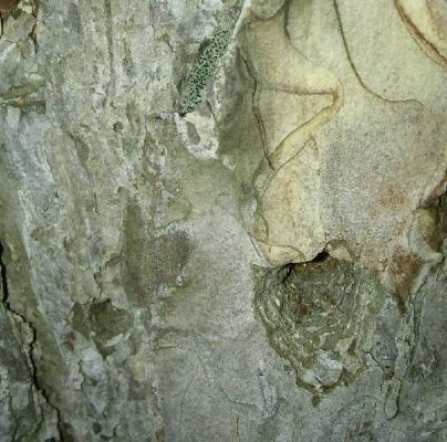 A - nejednoznačne určený, nie sme si istí