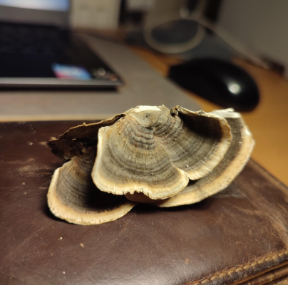 Trametes versicolor
