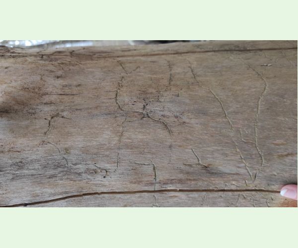 Orthotomicus suturalis