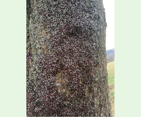 Oxycarenus lavaterae