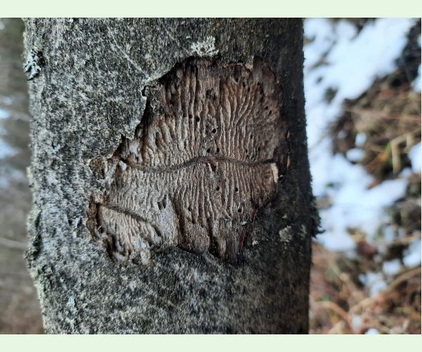 Hylesinus varius (=fraxini)