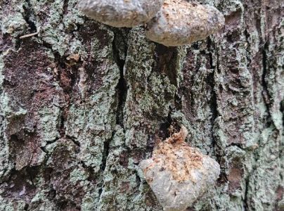 A - nejednoznačne určený, nie sme si istí