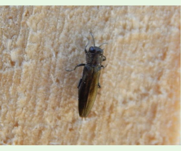 Agrilus suvorovi populneus
