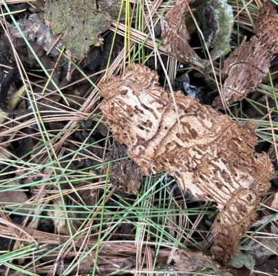 Pityogenes chalcographus