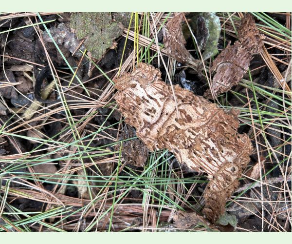 Pityogenes chalcographus