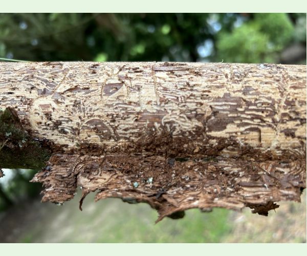 Pityogenes chalcographus