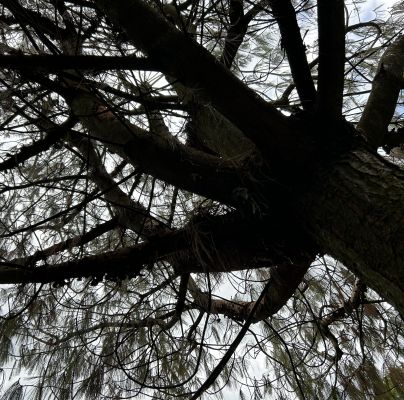 Pityogenes chalcographus