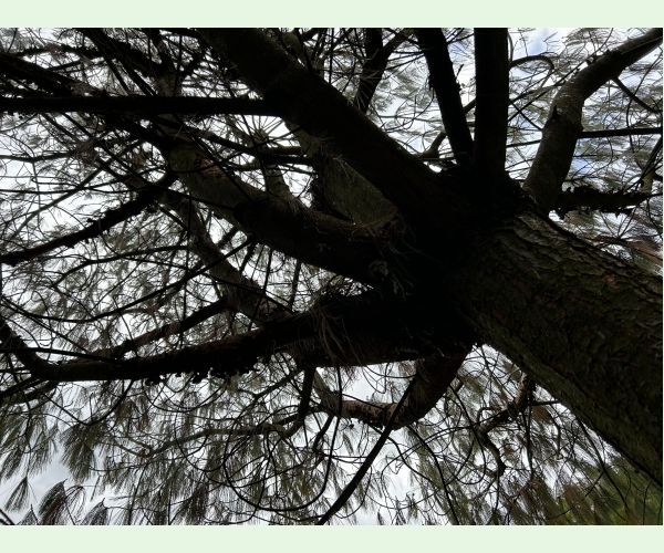 Pityogenes chalcographus