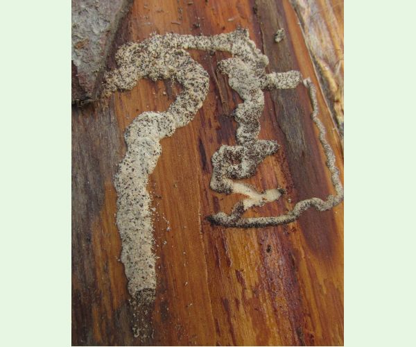 A - nejednoznačne určený, nie sme si istí