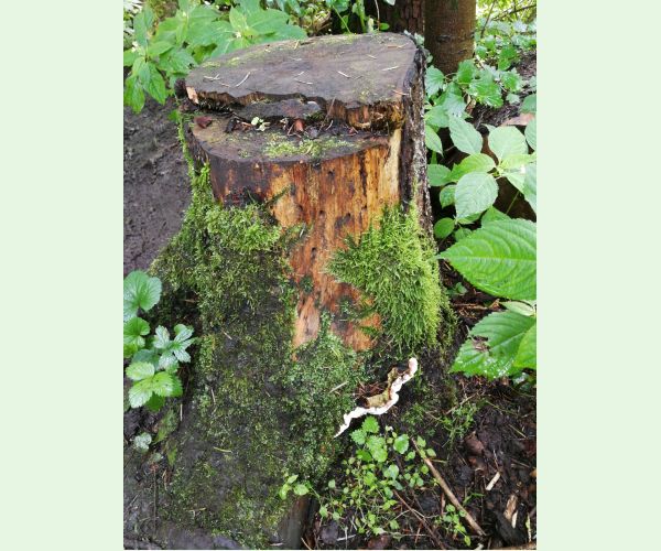 Heterobasidion annosum